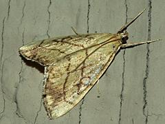 Purple-backed Cabbageworm